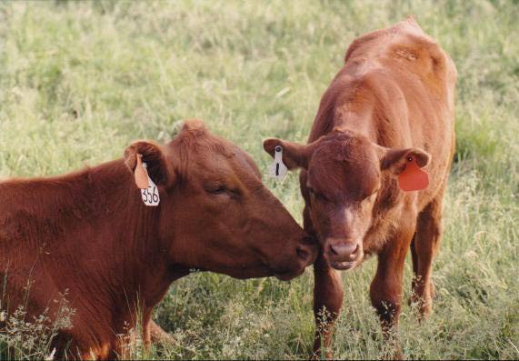 Cow Calf